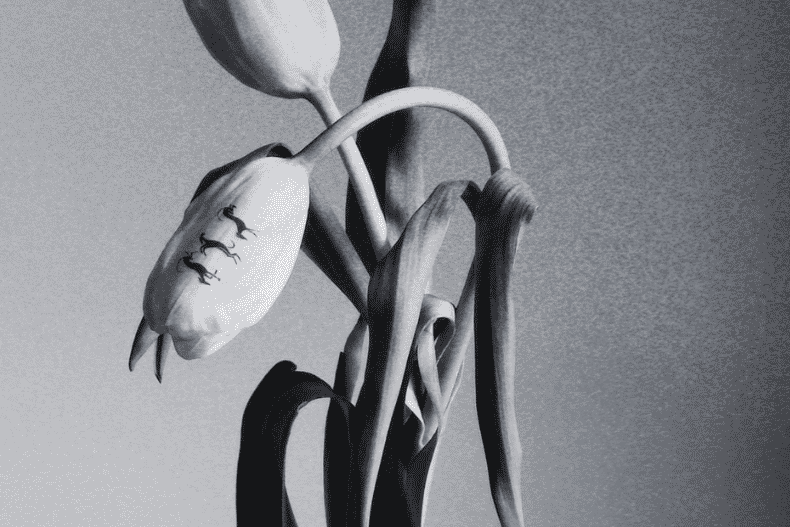 A black and white artistic photograph of sculptural dried flowers on a stem, set against a neutral gray background.